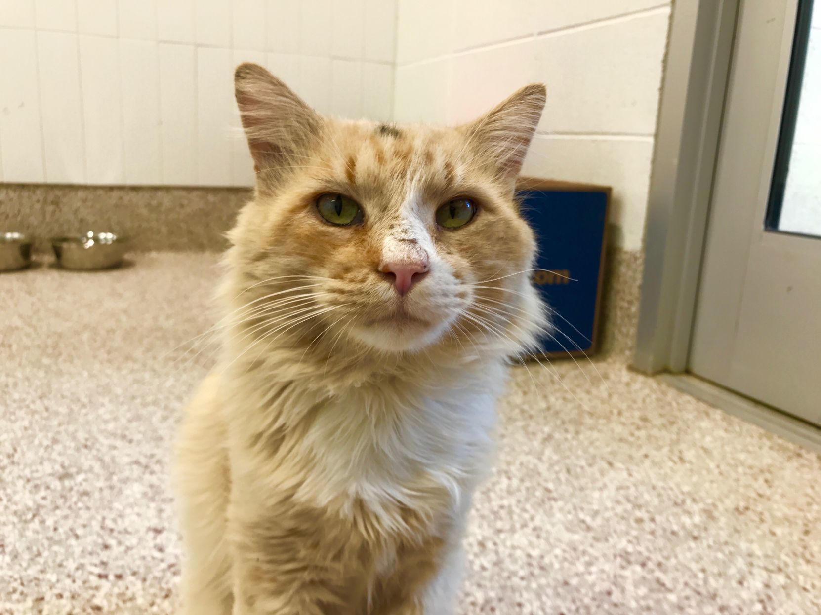 Adopt a friend: Thomas Black